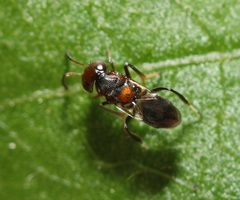 Encyrtus