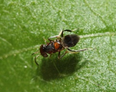Encyrtus