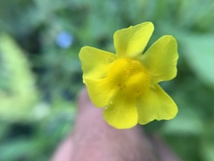 Erythranthe michiganensis