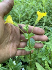 Erythranthe michiganensis