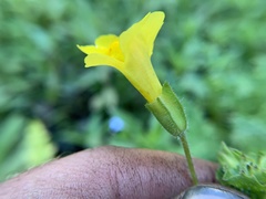 Erythranthe michiganensis