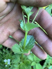 Erythranthe michiganensis