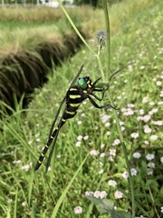 Anotogaster sieboldii