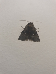 Abrostola tripartita