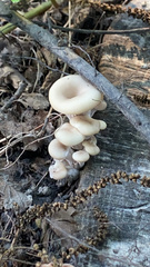 Agaricales