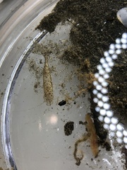 Crangon franciscorum