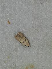 Stibaromacha ratella