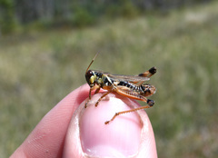 Melanoplus borealis