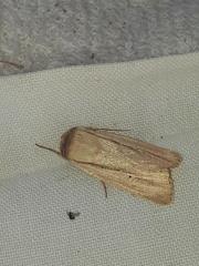 Mythimna prominens
