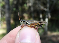 Melanoplus borealis