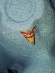 Pyrausta sanguinalis