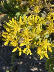 Pachysedum