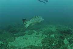 Mycteroperca rosacea