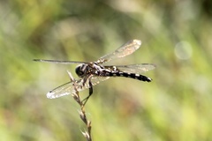 Dythemis fugax