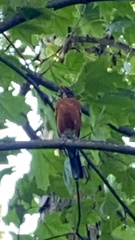 Turdus migratorius