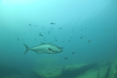 Seriola rivoliana