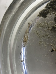 Crangon franciscorum