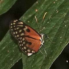 Napeogenes stella stella