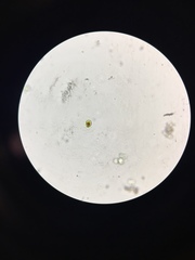 Haematococcus