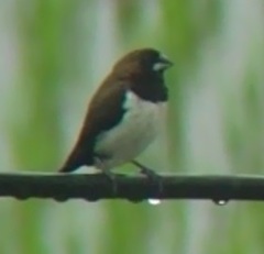 Lonchura leucogastroides