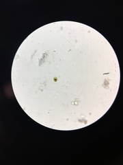 Haematococcus