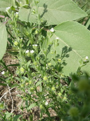 Lappula occidentalis occidentalis