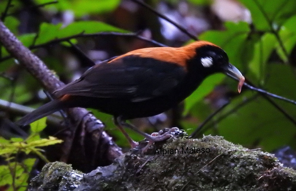 Red-And-Black Thrush