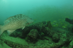 Mycteroperca rosacea