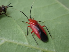 Coccobaphes frontifer