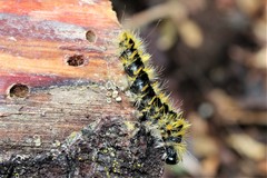 Lophocampa argentata