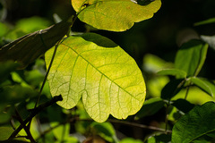 Toxicodendron diversilobum