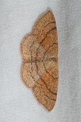 Cyclophora dataria