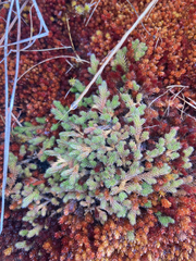 Selaginella wallacei image