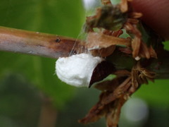 Pulvinaria innumerabilis