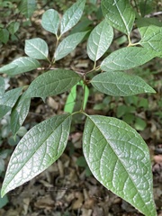Calycanthus