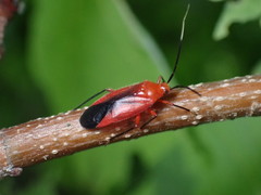 Coccobaphes frontifer