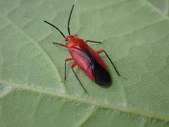 Coccobaphes frontifer