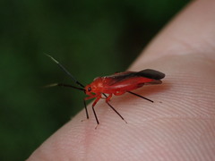 Coccobaphes frontifer