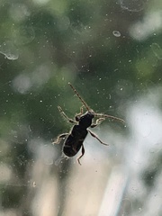 Phymatodes nitidus