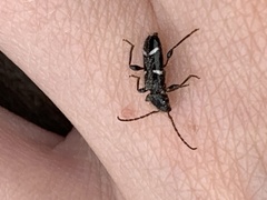 Phymatodes nitidus