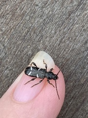 Phymatodes nitidus