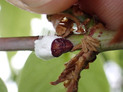 Pulvinaria innumerabilis