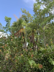 Acoelorraphe wrightii