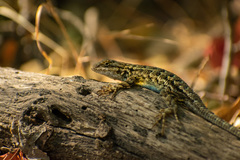 Sceloporus occidentalis