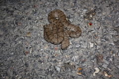Macrovipera lebetinus schweizeri
