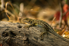 Sceloporus occidentalis