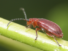 Tricholochmaea cavicollis