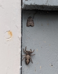 Polygrammate cadburyi