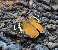 Aterica rabena