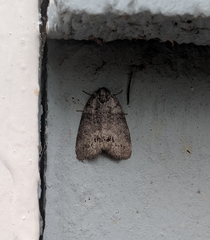 Polygrammate cadburyi